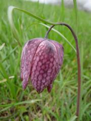 Močvirska logarica (Fritillaria meleagris)